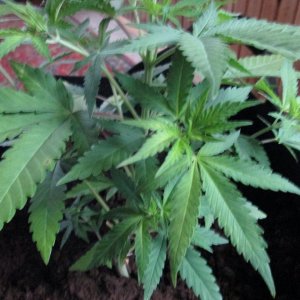 OCT15 Hash Plant yellowing - damage.JPG