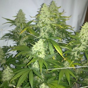 G13 Labs Killerbudd grow...