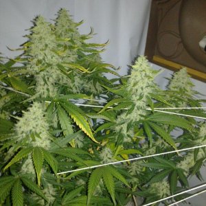 G13 Labs Killerbudd grow...