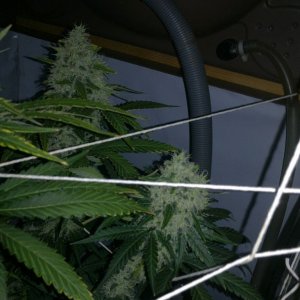 G13 Labs Killerbudd grow...