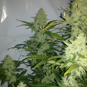 G13 Labs Killerbudd grow...