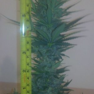 alex's first grow