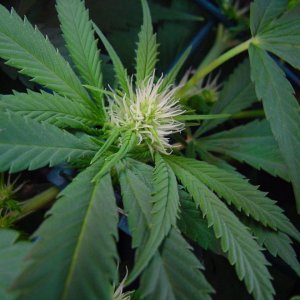 flower_14days_flower_guawi_4.jpg