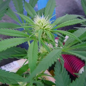 flower_14days_flower_guawi_5.jpg