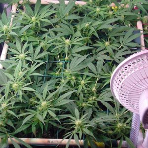 flower_14days_guawi_2.jpg