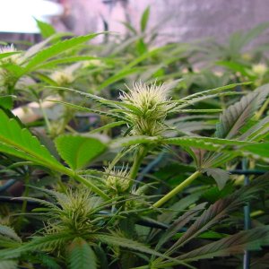 flower_14days_flower_guawi_8.jpg