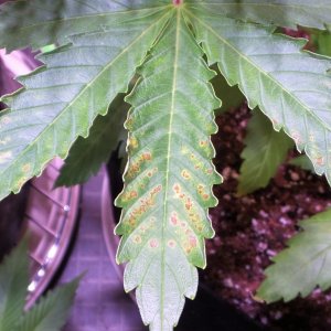 AB leaf1.jpg