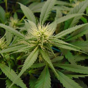 day99_guawi_bud_3a.jpg