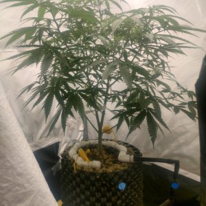 Triple Cheese-gen1-day1.jpg