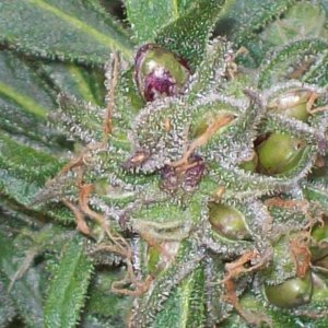 SKULL PURPLE CLONE SEED 006.JPG