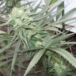 SKULL PURPLE CLONE SEED 013.JPG