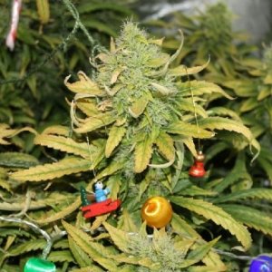 Xmas.weed.1.jpg