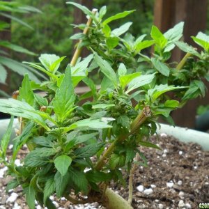 Woodsman Outdoors (Runt -regenerating) 6-12