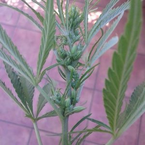 Male Plant.jpg