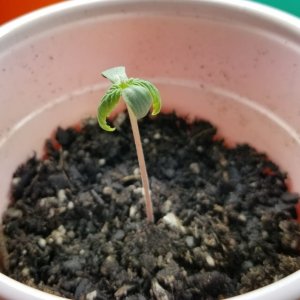 seedling.jpg