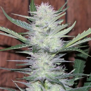 BbBliss 57 days top cola.jpg