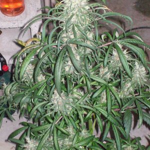 BIG SUR HOLY WEED 022.JPG