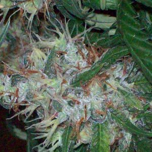 BIG SUR HOLY WEED 018.JPG