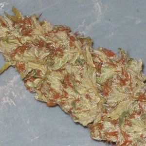 BIG SU HOLY WEED CUT 038.JPG