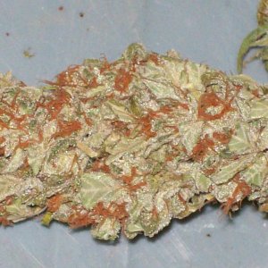 BIG SU HOLY WEED CUT 044.JPG