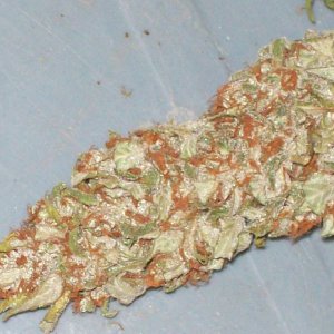 BIG SU HOLY WEED CUT 047.JPG