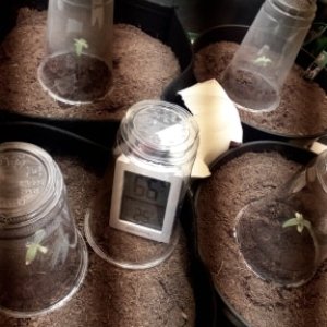 seedlings day 14.jpg