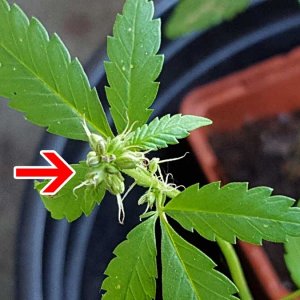 male-cannabis-plant-with-pistils-is-hermie.jpg