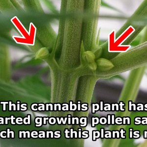 male-pollen-sacs-cannabis.jpg