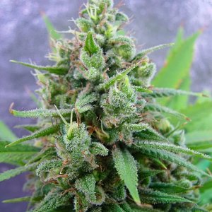 guawi_week10_bud_4.jpg