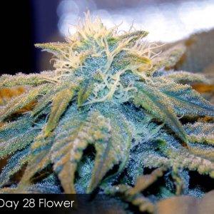 Usul's #3 - day 28 flowering bud