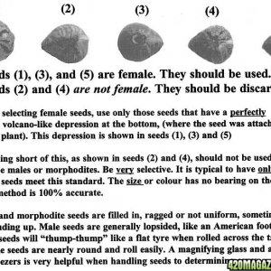 Identifying_Female_Cannabis Seeds