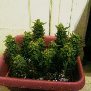 harvest-day-cfl-grow.jpg