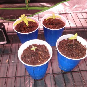 Coco Grow - Day 14.JPG