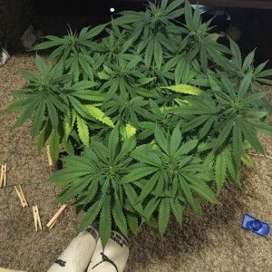 flowering day 8 (2).jpg