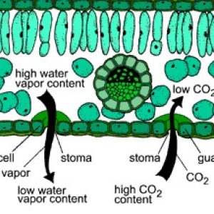 stomata.jpg