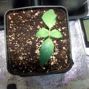 White Widow Day 12.jpg