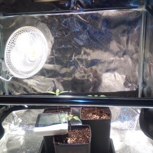 Grow Room Day 12.jpg