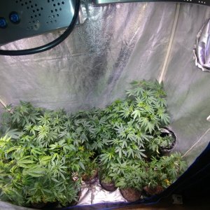 Deep_Chunk_Icemud_Hazeman_monkeyballs_seeds_cannabis (3).jpg