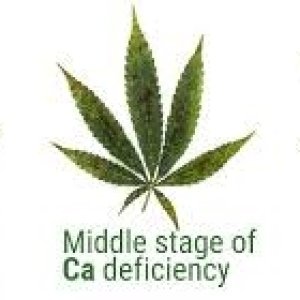 ca deficiency.jpg