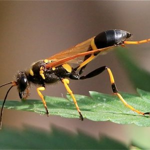 European Paper Wasp-NG.JPG