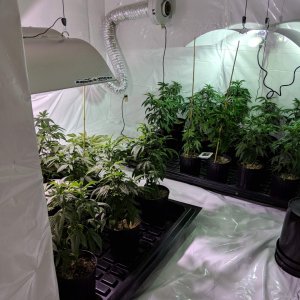 778127_first-legal-grow-ontariocustompink-kush.jpg