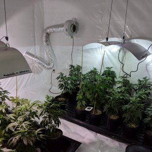 778128_first-legal-grow-ontariocustompink-kush.jpg