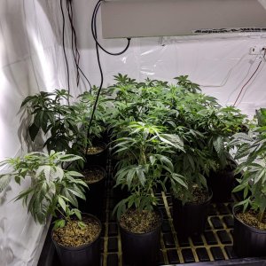 778130_first-legal-grow-ontariocustompink-kush.jpg