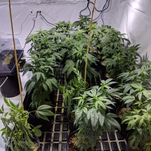 778131_first-legal-grow-ontariocustompink-kush.jpg