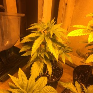 Jack Herer Clone time.jpg