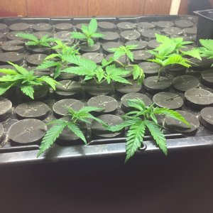 Clones in the cloner.jpg