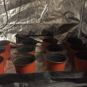 Grow Tent Set up 1.jpg