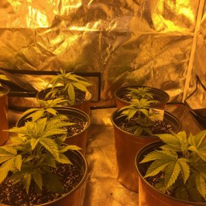 Transplanted from Cup to pots week 1.jpg