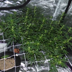 Amnesia Haze - Day 55 (2).JPG