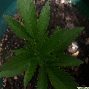 June_18th_Fem_Possible_early_flower